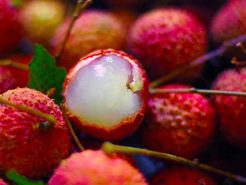 挂绿荔枝有什么品种,桂荔与挂绿荔枝有什么区别