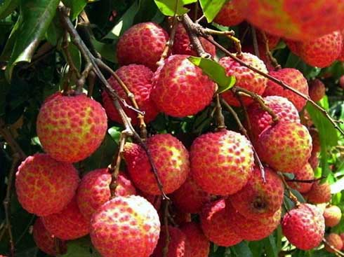 挂绿荔枝有什么品种,桂荔与挂绿荔枝有什么区别