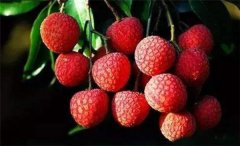 新鲜荔枝上火吗,荔枝的功效与作用