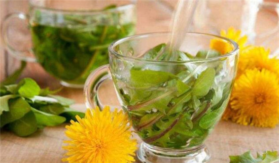 蒲公英茶怎么泡水喝,蒲公英泡水的正确用量
