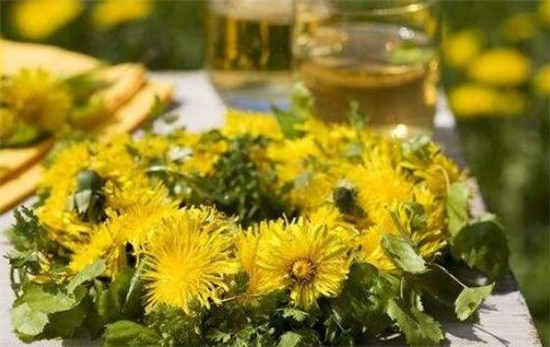 蒲公英茶的功效与作用及禁忌,蒲公英茶对女性的作用