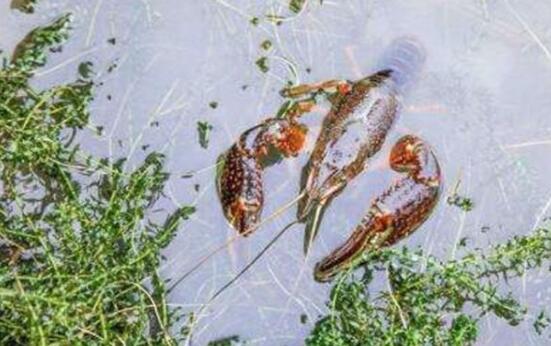 野生小龙虾什么季节有,小龙虾成熟季节