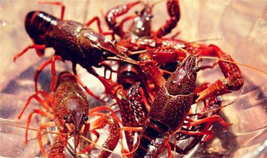 小龙虾的主产地有哪些地方,我国三大小龙虾产地湖北什么地方