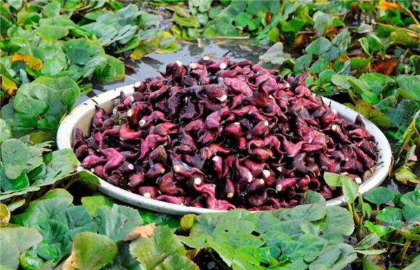 菱角煮熟了还是脆的吗,菱角怎么吃怎么做