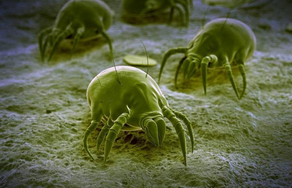 海盐可以去螨虫吗,海盐的危害