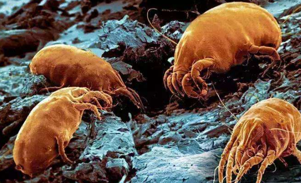 海盐可以去螨虫吗,海盐的危害