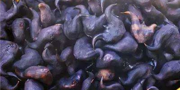 菱角坏了是什么味道,菱角臭臭的怎么去味道