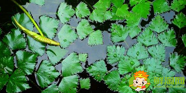 菱角几月份发芽,菱角多久能发芽