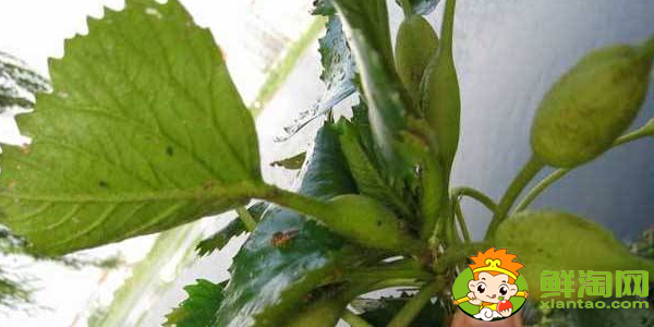 菱角几月份发芽,菱角多久能发芽