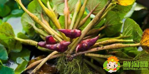 菱角几月份发芽,菱角多久能发芽