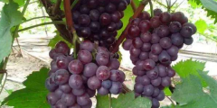 巨峰葡萄产地在哪,巨峰葡萄产地价格