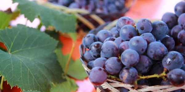 巨峰葡萄有籽吗,哪里的巨峰葡萄最好吃