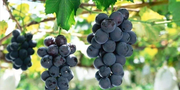 巨峰葡萄有籽吗,哪里的巨峰葡萄最好吃