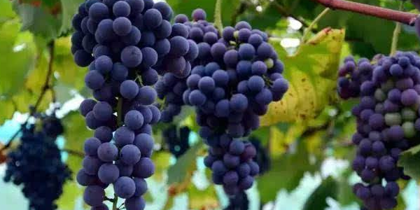 巨峰葡萄多少钱一斤,巨峰葡萄的营养价值