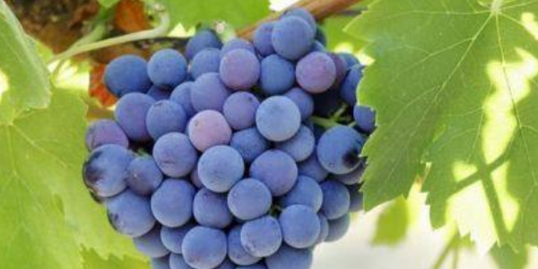 葡萄皮不好剥是什么品种,夏黑葡萄的皮一剥为什么会掉色