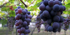 巨峰葡萄为什么酸,巨峰葡萄的味道