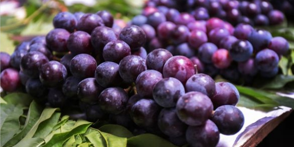 夏黑葡萄第一次拉穗什么时间,葡萄着色最快的方法