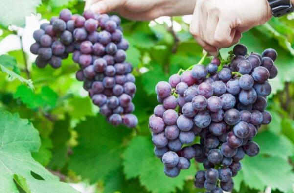 巨峰葡萄与夏黑哪个好,夏黑葡萄的功效与作用