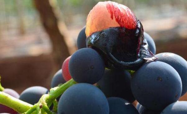 巨峰葡萄与夏黑哪个好,夏黑葡萄的功效与作用