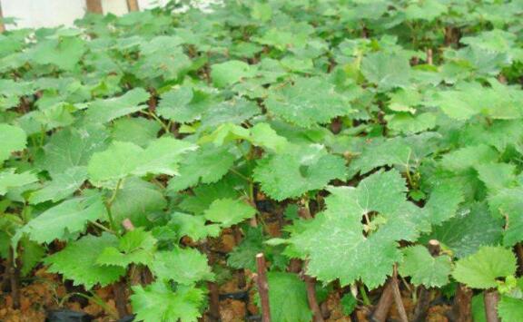 葡萄籽怎么种出小苗,新鲜的葡萄籽怎么种