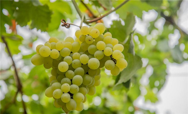 水晶葡萄的籽可以吃吗,水晶葡萄产地在哪