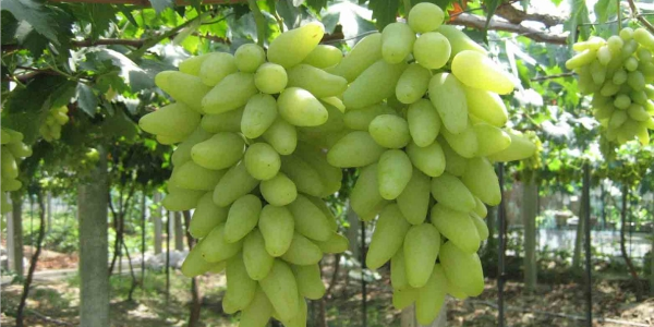 金手指葡萄几月份成熟,金手指葡萄多少钱一斤