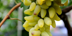金手指葡萄几月份成熟,金手指葡萄多少钱一斤