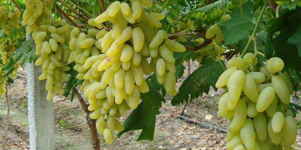 金手指葡萄好吃吗,金手指葡萄为什么吃起来发涩