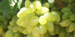 金手指葡萄好吃吗,金手指葡萄为什么吃起来发涩