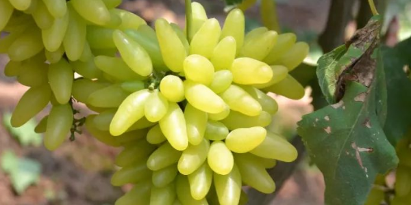 金手指葡萄产地是哪里,金手指葡萄营养价值