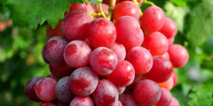 五月份下来的葡萄产地是哪,金手指葡萄正季买是啥时候