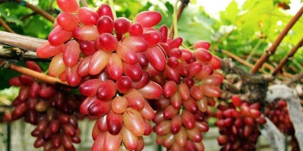 美人指葡萄是转基因吗,美人指葡萄四川好种吗