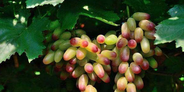 美人指葡萄成熟时间,美人指葡萄没成熟的果粒是什么样子