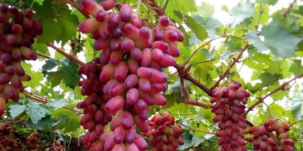 美人指葡萄成熟时间,美人指葡萄没成熟的果粒是什么样子