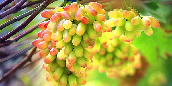 美人指葡萄几月份成熟黑色,美人指葡萄要多久结果