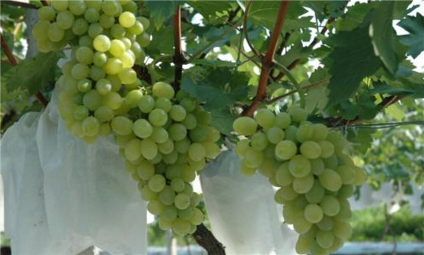 水晶葡萄品种,水晶葡萄树图片大全