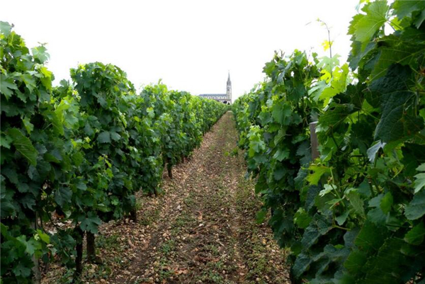 水晶葡萄品种,水晶葡萄树图片大全