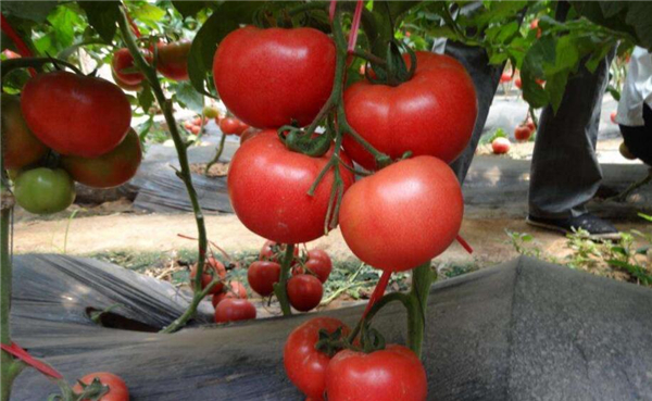 柿子和西红柿是同类吗,西红柿跟柿子什么关系