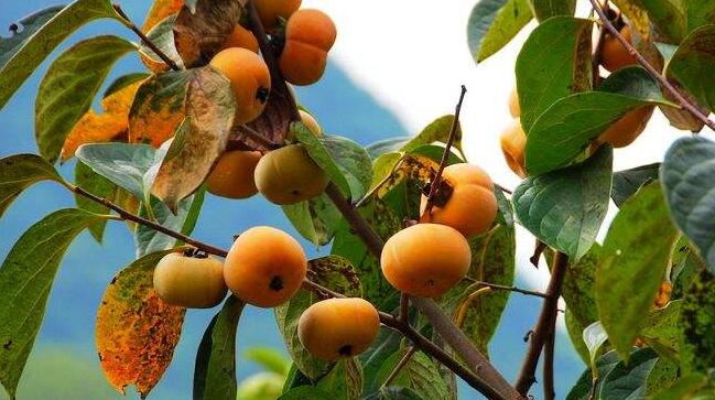 柿子和西红柿有什么区别,柿子和西红柿怎么分辨