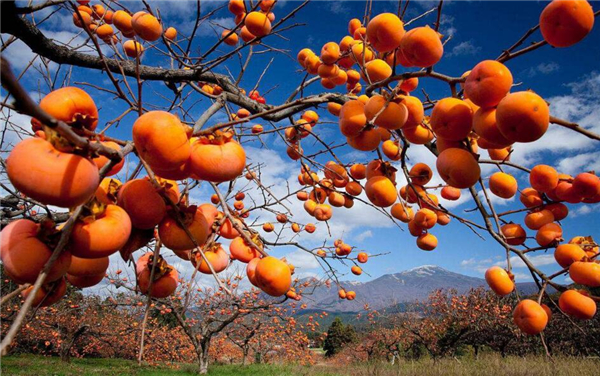 红柿子和黄柿子哪个营养高,红柿子和黄柿子的营养价值一样吗