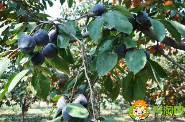 果子很小的柿子是什么品种,最有前景的柿子品种