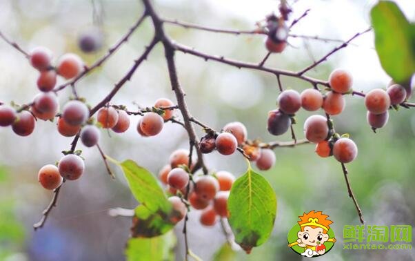 果子很小的柿子是什么品种,最有前景的柿子品种