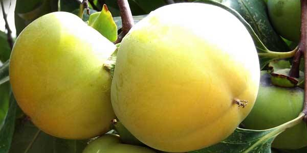 新鲜柿子怎么催熟,柿子怎么催熟最简单的方法