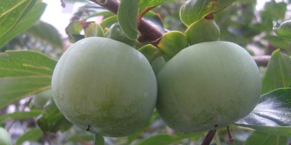 新鲜柿子怎么催熟,柿子怎么催熟最简单的方法