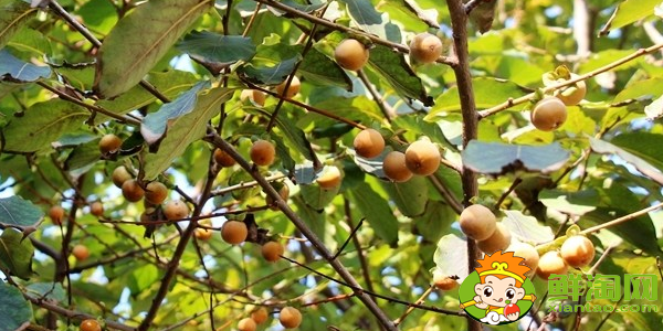 小柿子叫什么名字,最小的柿子叫什么