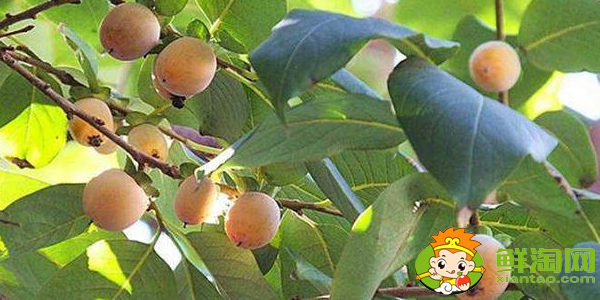 小柿子叫什么名字,最小的柿子叫什么