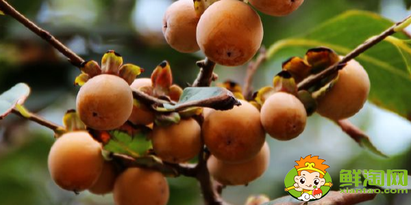 野生小柿子叫什么名字,绿色的柿子叫什么名字