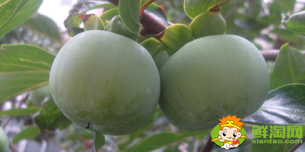 野生小柿子叫什么名字,绿色的柿子叫什么名字