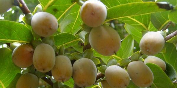 小柿子的产地有哪几个地方,什么产地的小柿子好吃