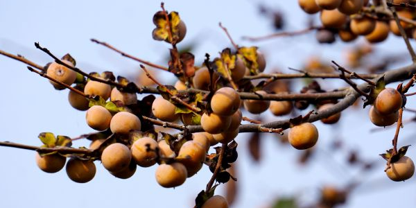 小柿子的产地有哪几个地方,什么产地的小柿子好吃